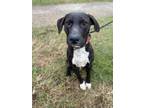 Adopt Zach (Cocoa Adoption Center) a Black Labrador Retriever / Mixed dog in
