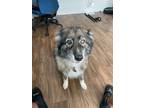 Adopt Storm a Black - with Tan, Yellow or Fawn Shepherd (Unknown Type) / Husky /