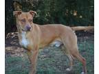 Adopt JULIUS a Red/Golden/Orange/Chestnut - with White American Pit Bull Terrier