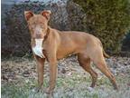 Adopt JANNA a Red/Golden/Orange/Chestnut American Pit Bull Terrier / Mixed dog