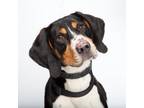 Adopt Joe a Black Coonhound / Mixed dog in Franklin, TN (33702464)
