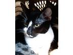 Adopt Mugsy! a Black & White or Tuxedo Domestic Shorthair (short coat) cat in