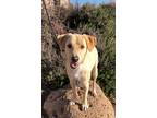 Adopt Colby Jack a Beagle / Whippet / Mixed dog in Cottonwood, AZ (33702389)