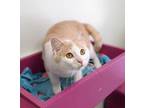 Adopt Trout a Tan or Fawn Domestic Shorthair / Domestic Shorthair / Mixed cat in