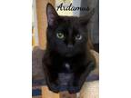 Adopt Ardamus a All Black Domestic Shorthair / Mixed (short coat) cat in