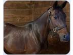 Adopt Rosey a Buckskin Standardbred / Mixed horse in Simcoe, ON (33702343)