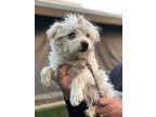 Adopt AVERY a Terrier (Unknown Type, Small) / Mixed dog in Lindsay