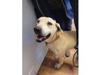 Adopt Sunshine a Boxer / Weimaraner / Mixed dog in Fayetteville, TN (33702286)