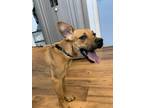 Adopt Jasmine a Black Mouth Cur / Shepherd (Unknown Type) / Mixed dog in
