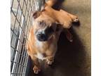 Adopt Diane a Black Mouth Cur / Mixed Breed (Medium) / Mixed dog in