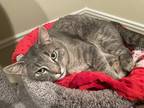 Adopt Biscuit a Gray, Blue or Silver Tabby American Shorthair / Mixed (short