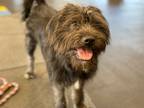Adopt Archie a Affenpinscher / Schnauzer (Standard) / Mixed dog in Indianapolis