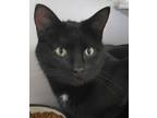 Adopt Rose a Domestic Shorthair / Mixed (short coat) cat in Newnan