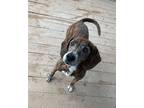 Adopt Bonnie a Beagle / Mixed dog in Greeneville, TN (33702182)