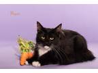 Adopt Negan a Domestic Longhair / Mixed (long coat) cat in San Jacinto