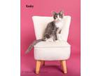 Adopt Kooky a Domestic Longhair / Mixed (long coat) cat in San Jacinto