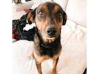 Adopt Mabel a Black Black and Tan Coonhound / Hound (Unknown Type) / Mixed dog