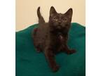 Adopt Vixen a Domestic Shorthair / Mixed (short coat) cat in Fremont