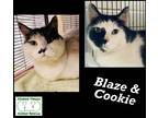 Adopt Blaze & Cookie a Black & White or Tuxedo Domestic Shorthair / Mixed (short