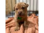 Adopt Click,Clack,Moo a Brown/Chocolate American Staffordshire Terrier / Mixed