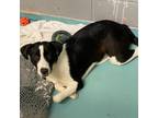 Adopt Imogen a Pit Bull Terrier / Mixed dog in Austin, TX (33701820)