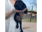 Adopt Gina pup 3_2 a Labrador Retriever / Terrier (Unknown Type