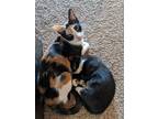 Adopt Ruby a Calico or Dilute Calico Domestic Shorthair (short coat) cat in