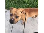 Adopt Butterball a Tan/Yellow/Fawn Pit Bull Terrier / Mixed dog in Newark