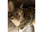Adopt Daphne a Calico or Dilute Calico Domestic Shorthair / Mixed (short coat)