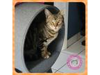 Adopt Xavier a Brown Tabby Domestic Shorthair (short coat) cat in SANTA ANA
