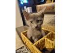 Adopt Freya a Gray or Blue Domestic Shorthair (short coat) cat in Naperville