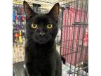 Adopt Dexter - Claremont Location a All Black Domestic Shorthair / Mixed cat in