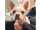 Adopt Maggie a White - with Tan, Yellow or Fawn Boston Terrier / Mixed dog in