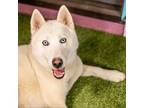 Adopt Aspen a White - with Tan, Yellow or Fawn Siberian Husky / Husky / Mixed