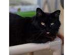 Adopt Ms Beasley a All Black Domestic Mediumhair / Mixed cat in Buffalo