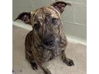 Adopt Chino a Brindle American Pit Bull Terrier / Mixed dog in Eureka Springs