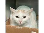 Adopt Teddie a White Domestic Mediumhair / Mixed cat in Madisonville