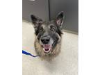 Adopt Ellie Mae a Black - with Tan, Yellow or Fawn German Shepherd Dog / Mixed