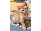 Adopt Gingerbread a Orange or Red Domestic Shorthair / Mixed (short coat) cat in