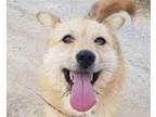 Adopt Hodu a Terrier (Unknown Type, Medium) / Jindo / Mixed dog in San Ramon