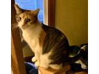Adopt Peaches a Calico / Mixed cat in Maywood, IL (33701257)