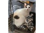 Adopt Jack Jack a White (Mostly) Domestic Shorthair (short coat) cat in
