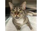 Adopt The Great Catsby a Gray or Blue Domestic Shorthair / Mixed cat in