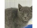 Adopt Welchs a Gray or Blue Domestic Shorthair / Mixed cat in Columbiana