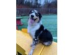 Adopt Bodhi a Merle Australian Shepherd / Mixed dog in Elizabeth, PA (33701207)