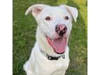 Adopt Scooby a White - with Tan, Yellow or Fawn Siberian Husky / American Pit