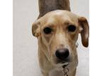 Adopt Lupa a Tan/Yellow/Fawn Beagle / Mixed dog in Evansville, IN (33698133)