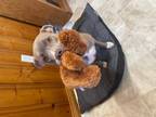 Adopt Fairah a Staffordshire Bull Terrier / Pit Bull Terrier / Mixed dog in