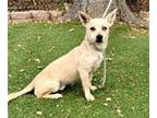 Adopt CHARLIE a Tan/Yellow/Fawn Jack Russell Terrier / Mixed dog in Gardena