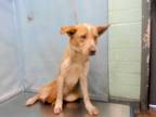 Adopt a Brown/Chocolate - with White Australian Cattle Dog / Mixed dog in